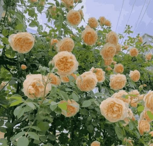 Eden Premium Elegant Climbing Rose Flower Seeds