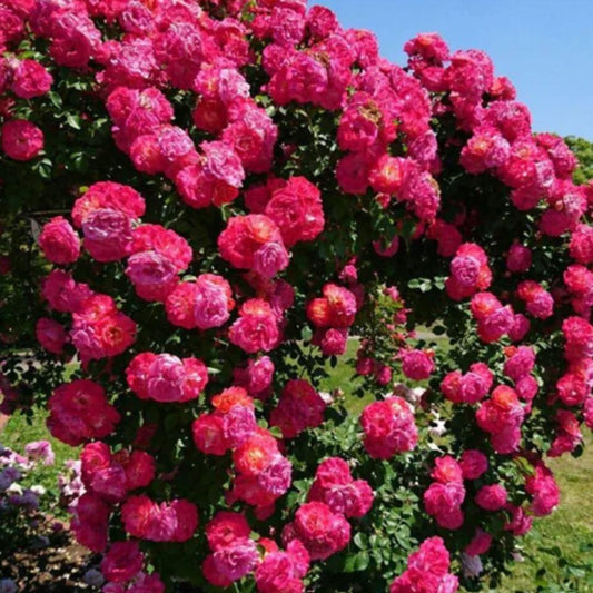 Eden Premium Elegant Climbing Rose Flower Seeds